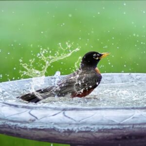 Bird Baths