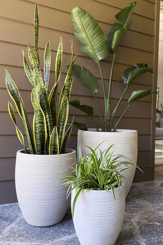 Plant Pots