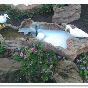 Duck Pond with Ducks