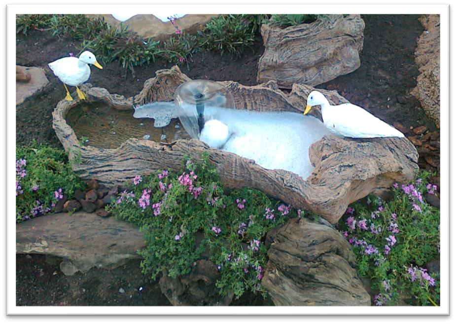 Duck Pond with Ducks