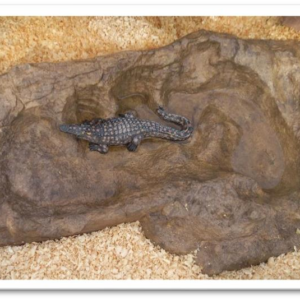 Croc Rock Bird Bath